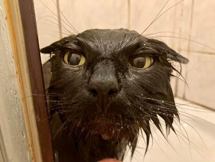 Animals-Going-Goblin-Mode