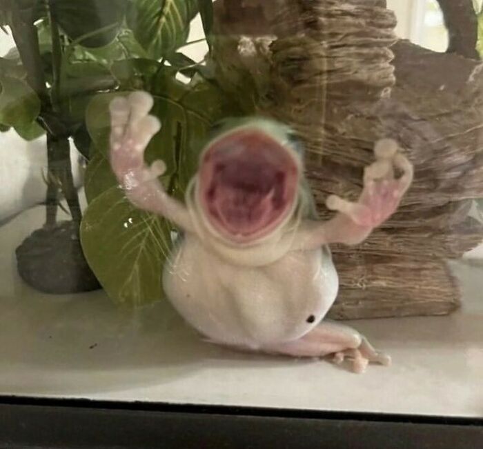 Animals-Going-Goblin-Mode