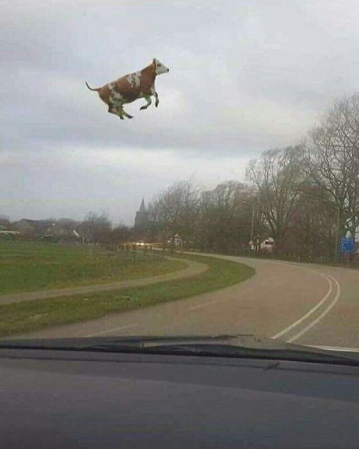 Animals-Going-Goblin-Mode