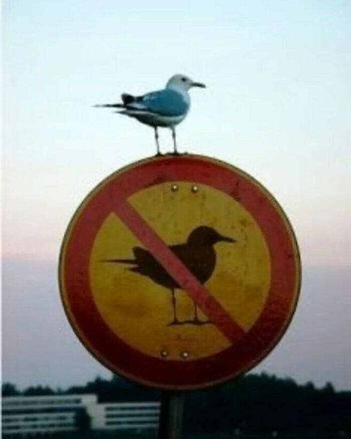 Animals-Going-Goblin-Mode