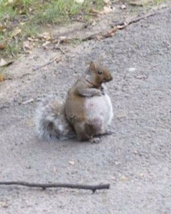 Animals-Going-Goblin-Mode