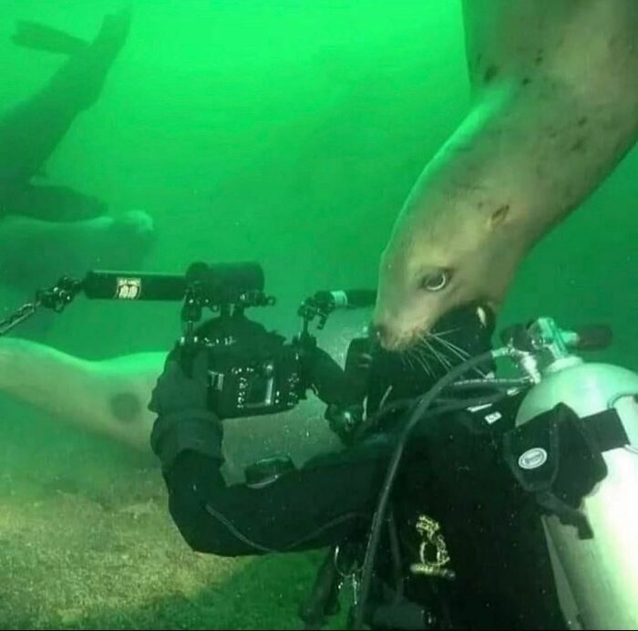 Animals-Going-Goblin-Mode