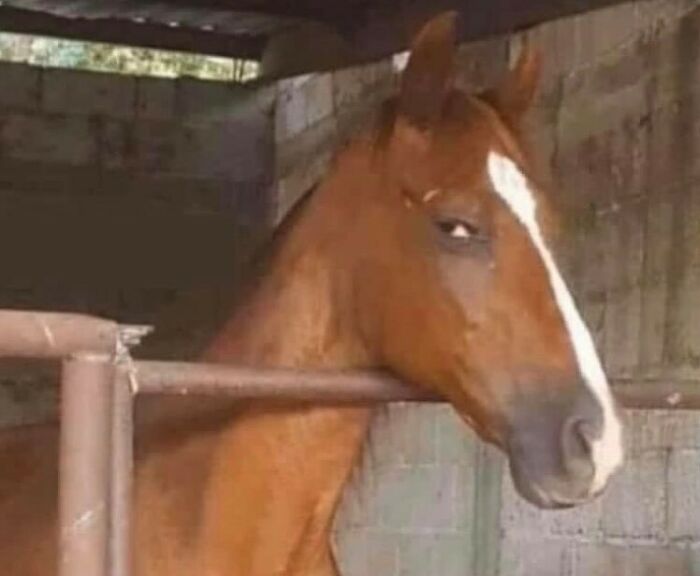 Animals-Going-Goblin-Mode