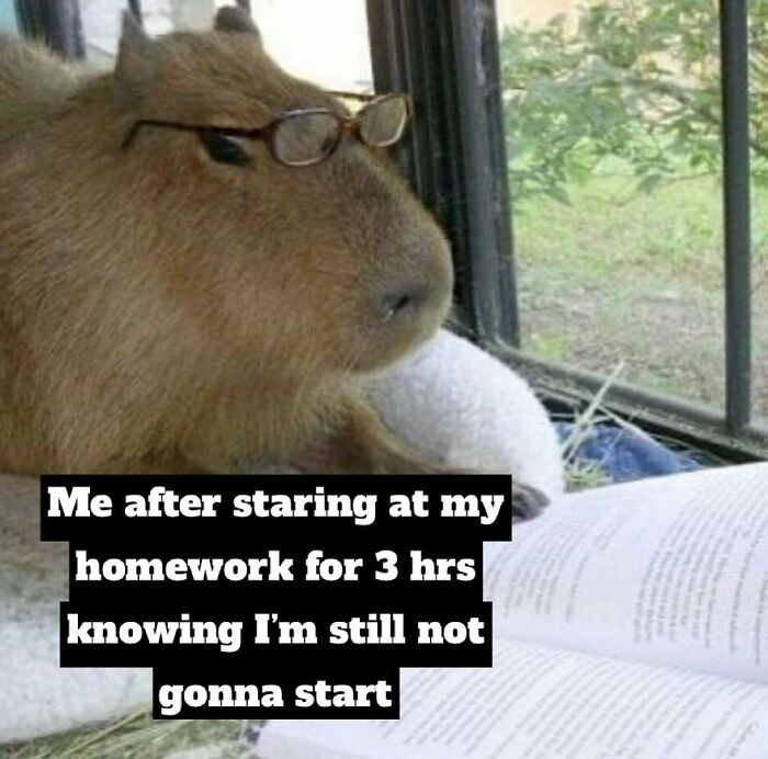 Procrastination-Memes