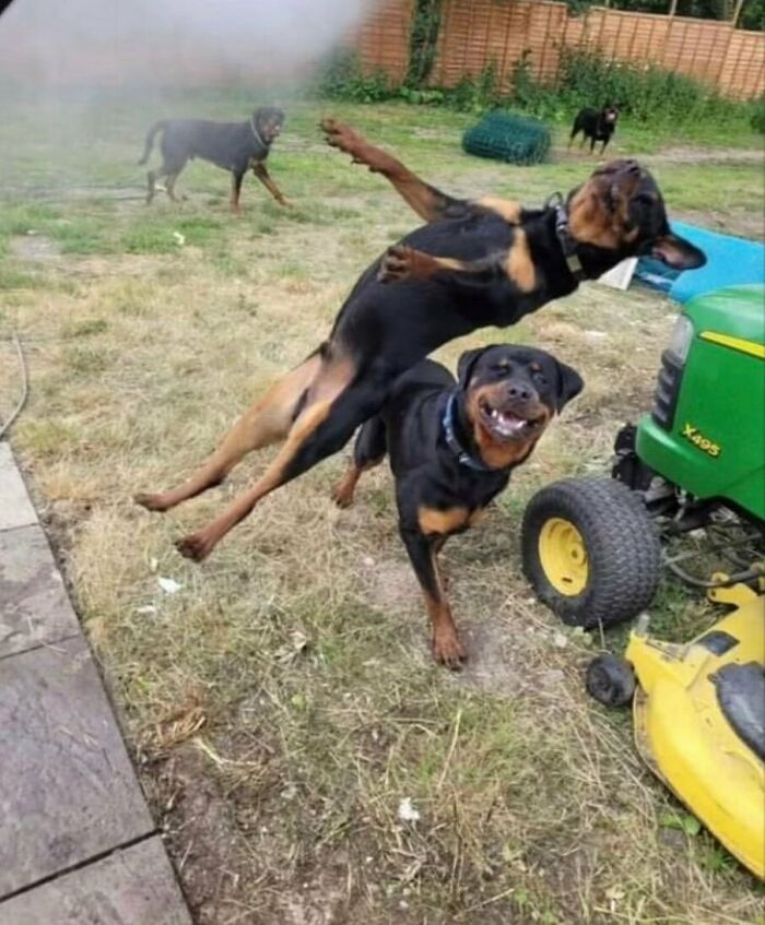 Animals-Going-Goblin-Mode