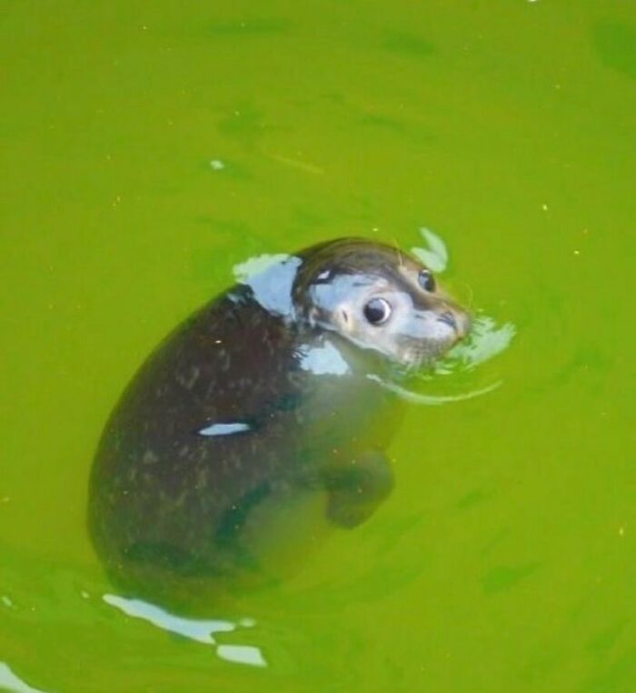 Animals-Going-Goblin-Mode