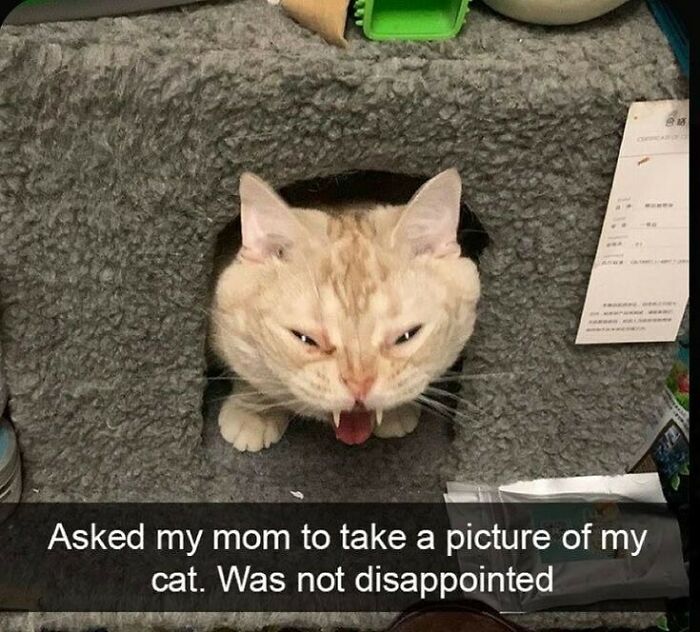 Animals-Going-Goblin-Mode