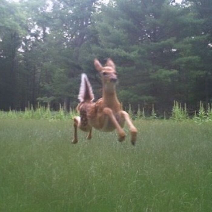 Animals-Going-Goblin-Mode