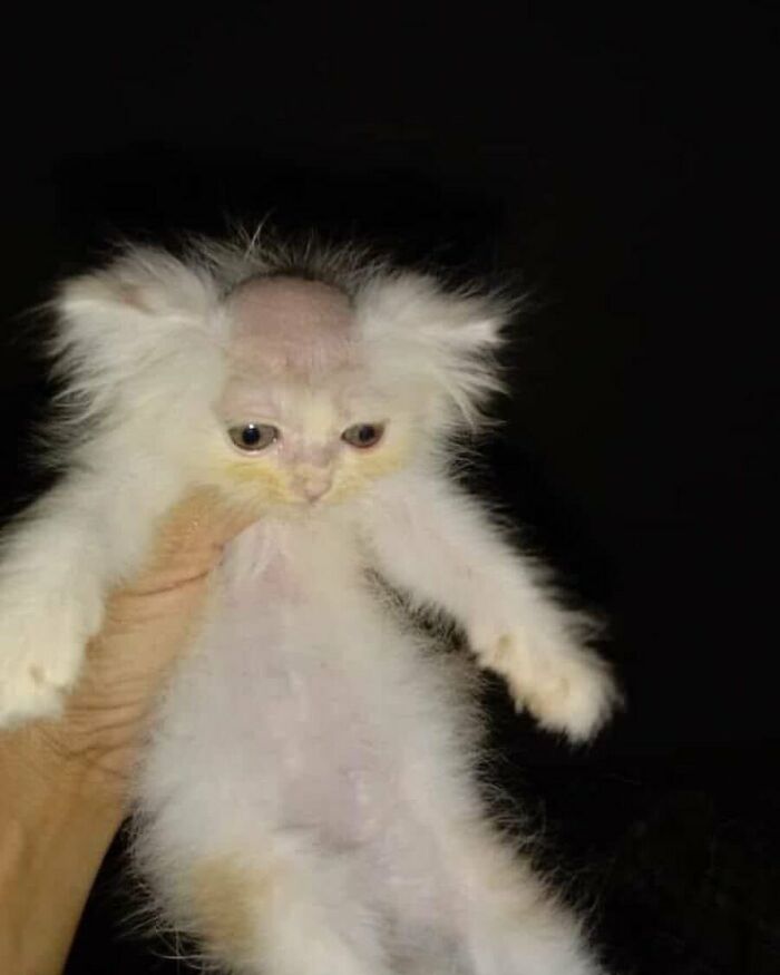 Animals-Going-Goblin-Mode