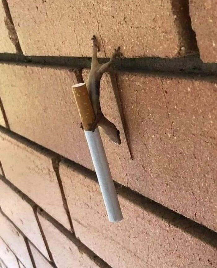 Animals-Going-Goblin-Mode