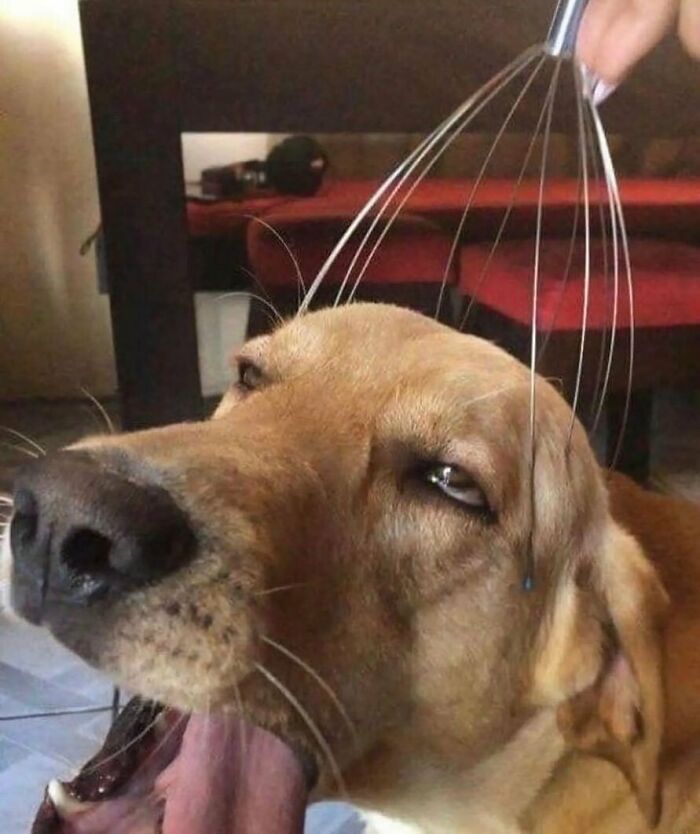 Animals-Going-Goblin-Mode