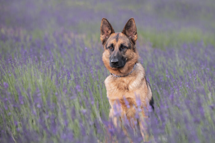 Fur And Flowers-New Hampshire Photographer Captures Images Of Dogs In Lavender
