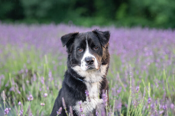 Fur And Flowers-New Hampshire Photographer Captures Images Of Dogs In Lavender