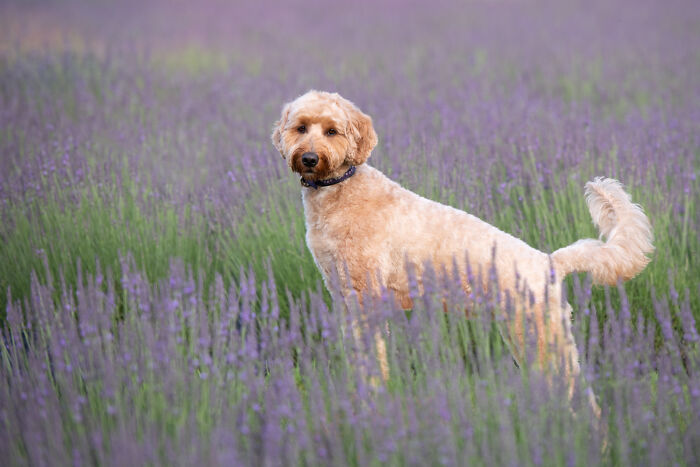 Fur And Flowers-New Hampshire Photographer Captures Images Of Dogs In Lavender