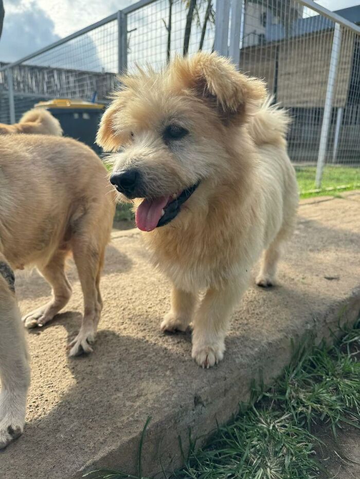 The Unrecognizable Transformation Of A Rescued Dog That Went From Bald To Blonde