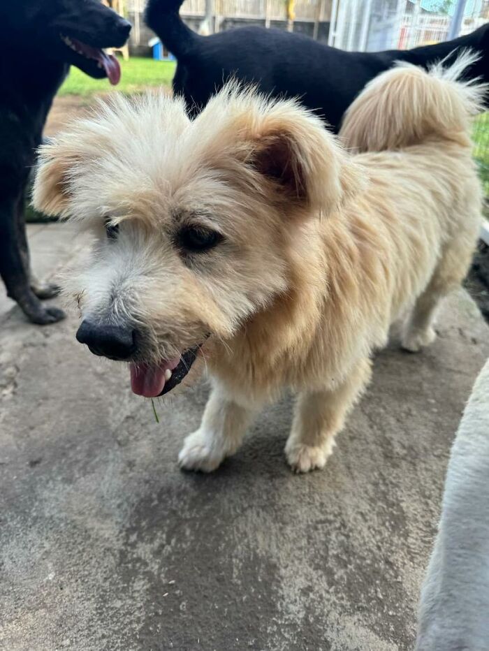 The Unrecognizable Transformation Of A Rescued Dog That Went From Bald To Blonde