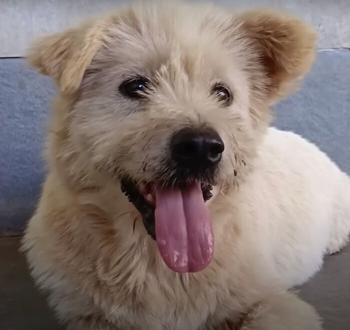 The Unrecognizable Transformation Of A Rescued Dog That Went From Bald To Blonde