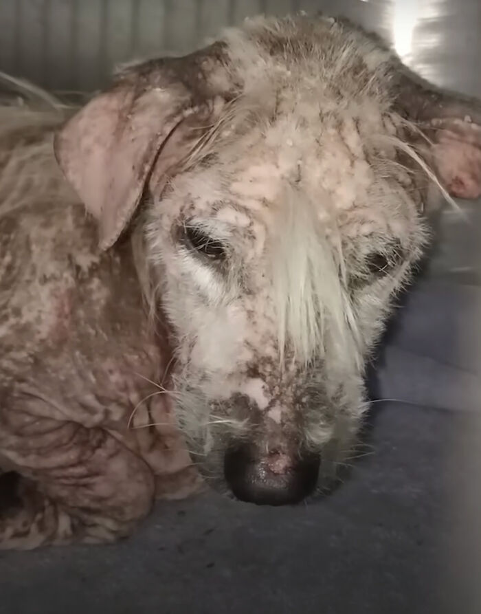The Unrecognizable Transformation Of A Rescued Dog That Went From Bald To Blonde