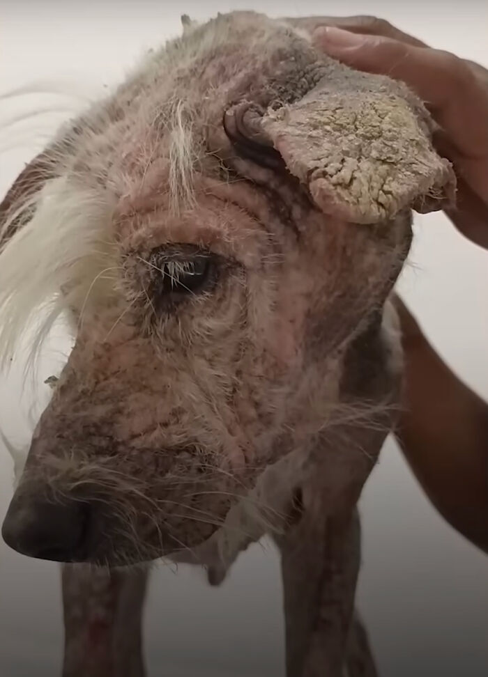 The Unrecognizable Transformation Of A Rescued Dog That Went From Bald To Blonde
