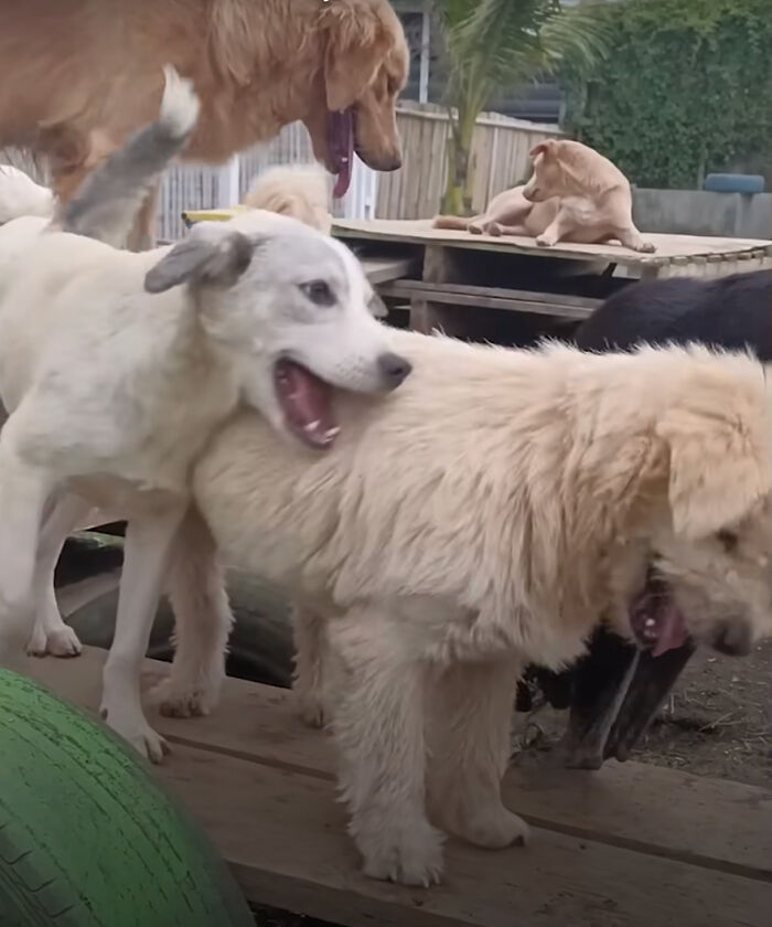 The Unrecognizable Transformation Of A Rescued Dog That Went From Bald To Blonde