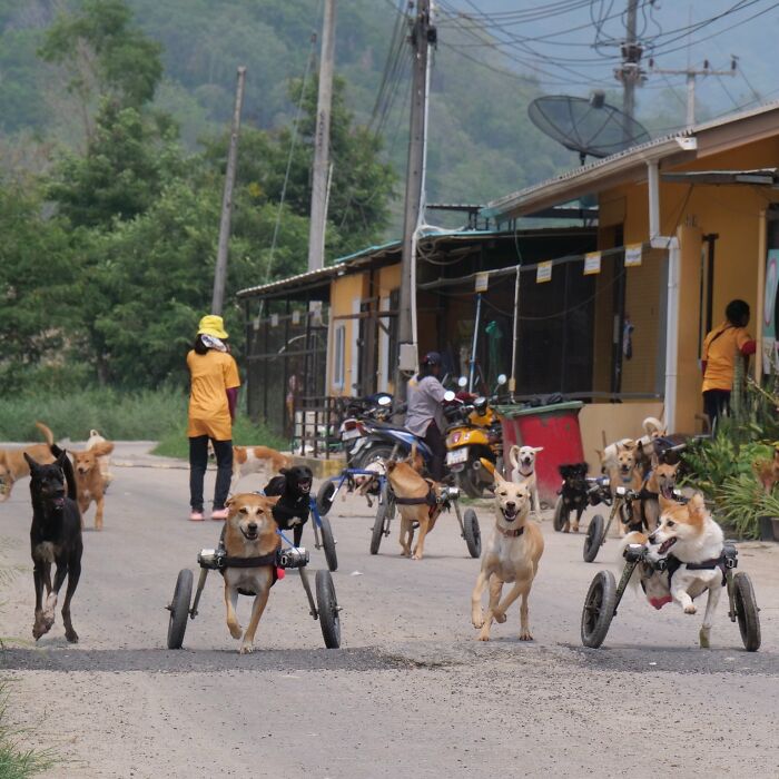This Chef Found His True Calling Rescuing Stray Dogs In Thailand