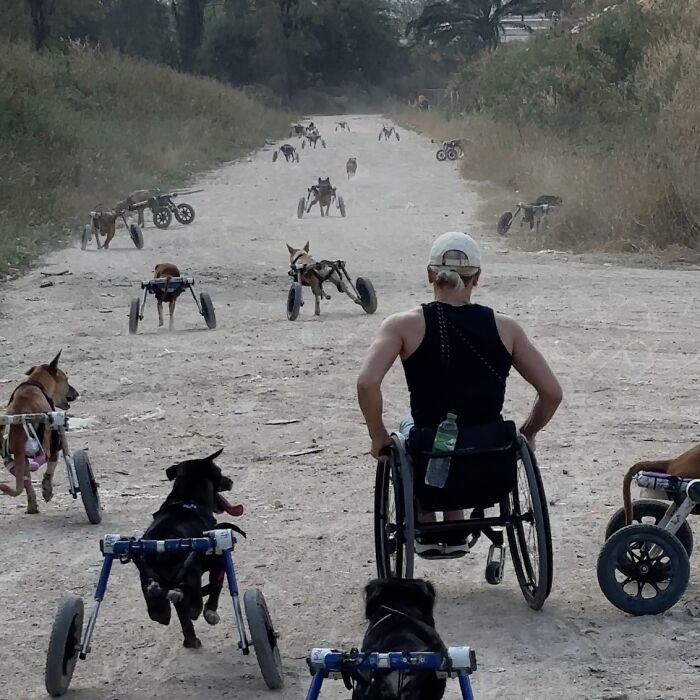 This Chef Found His True Calling Rescuing Stray Dogs In Thailand