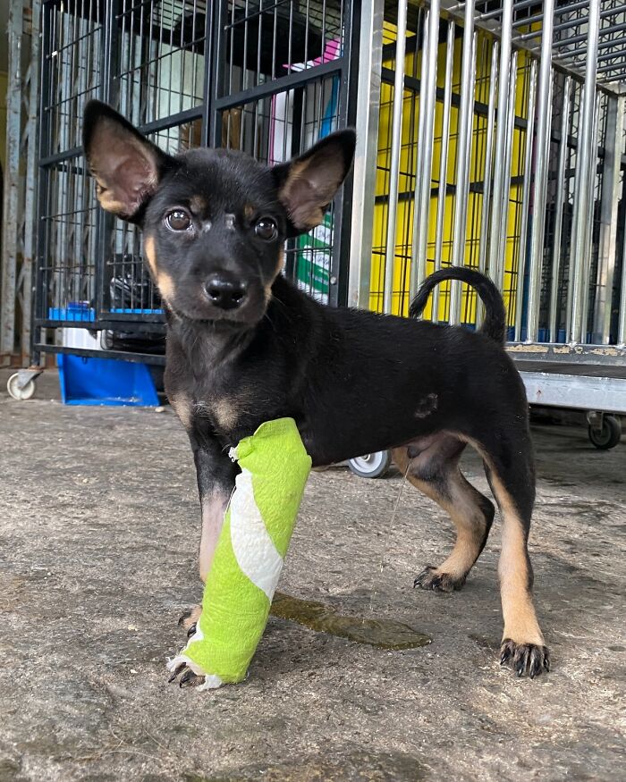 This Chef Found His True Calling Rescuing Stray Dogs In Thailand