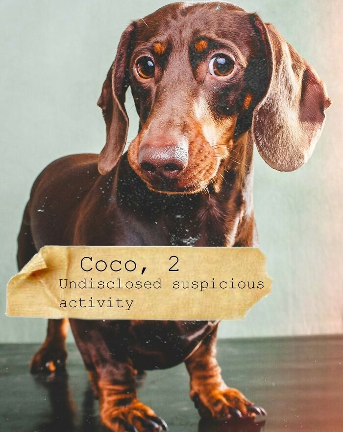 I Created A Deck Of Playing Cards With Dog Mugshots