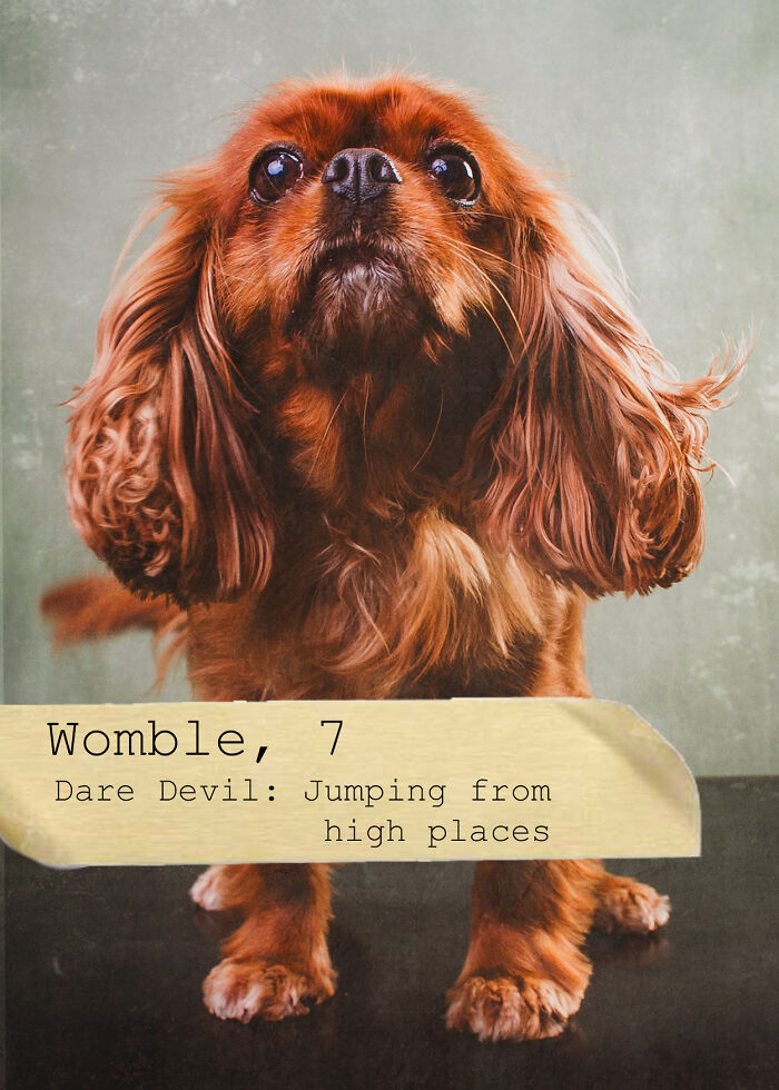 I Created A Deck Of Playing Cards With Dog Mugshots