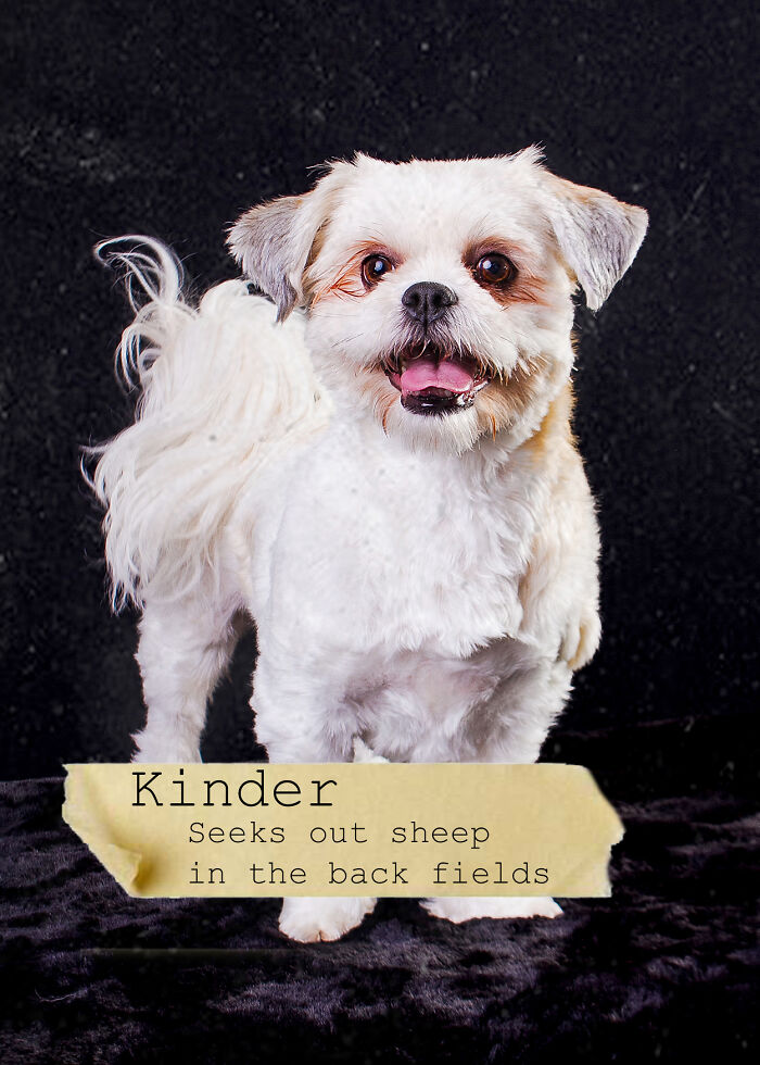 I Created A Deck Of Playing Cards With Dog Mugshots