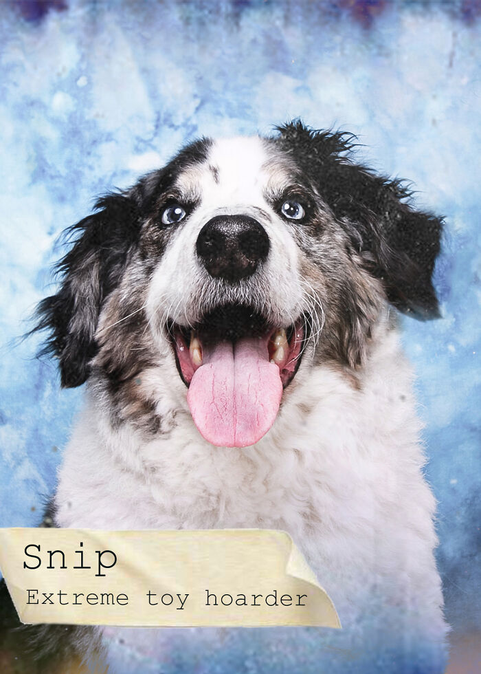 I Created A Deck Of Playing Cards With Dog Mugshots