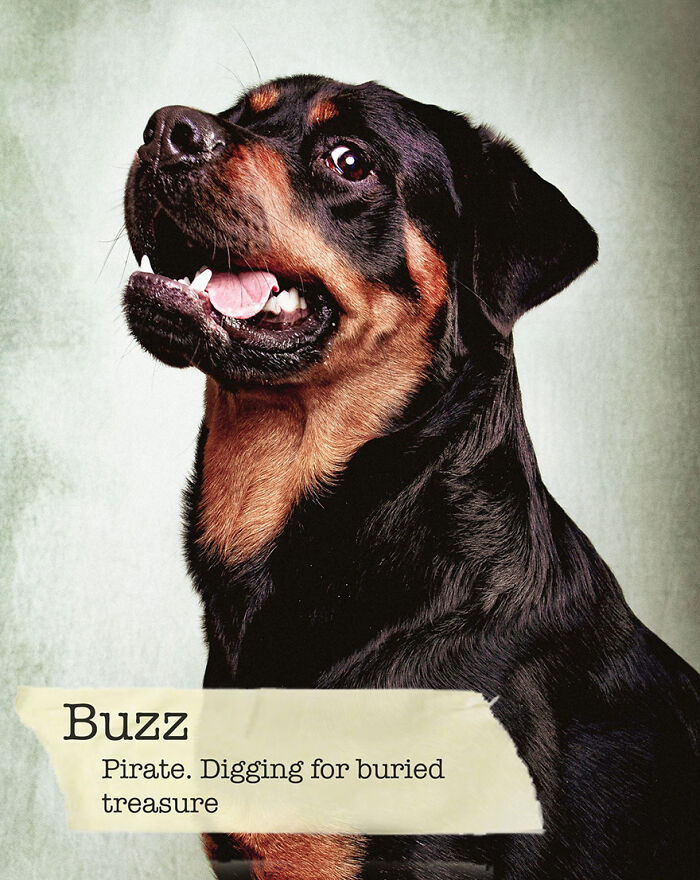 I Created A Deck Of Playing Cards With Dog Mugshots