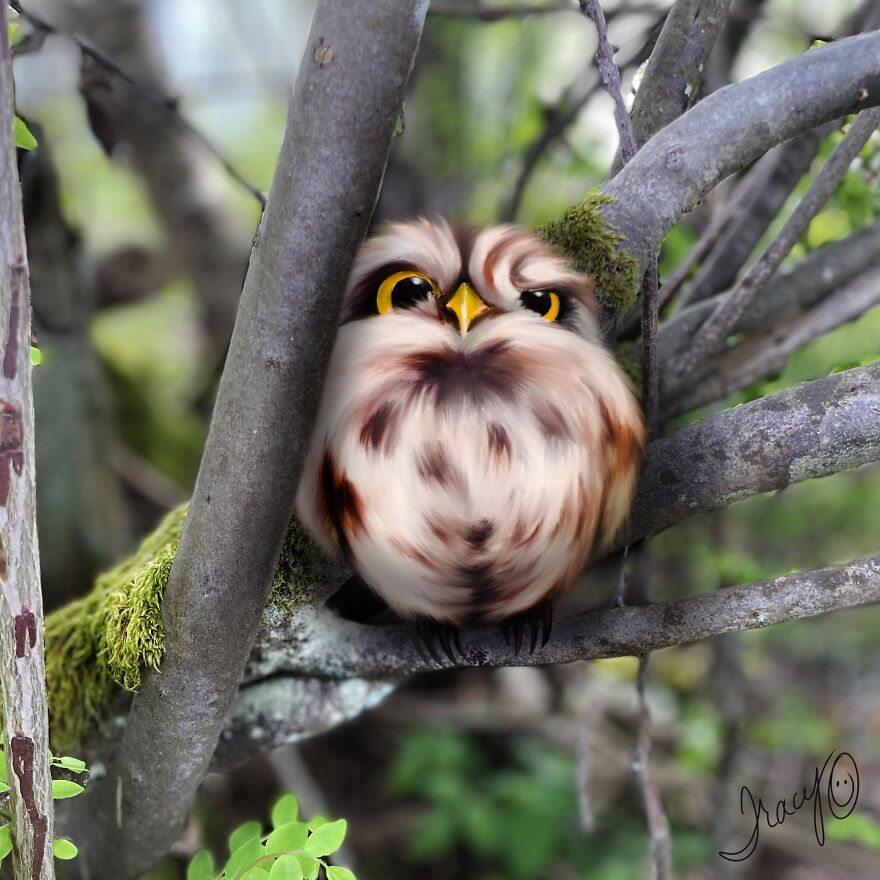 Quizzical Owl