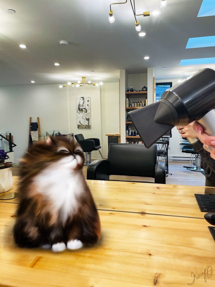 Kitty Gets A Blowout