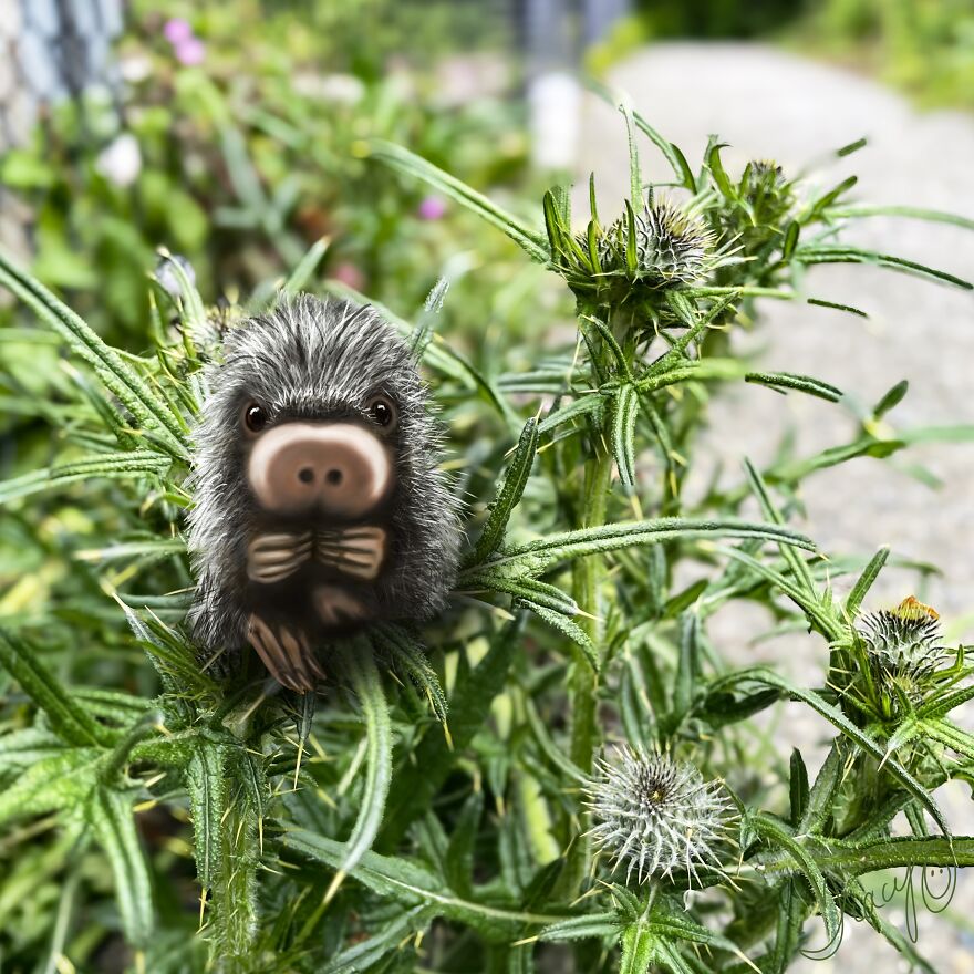 Prickly Porcupine Thistle
