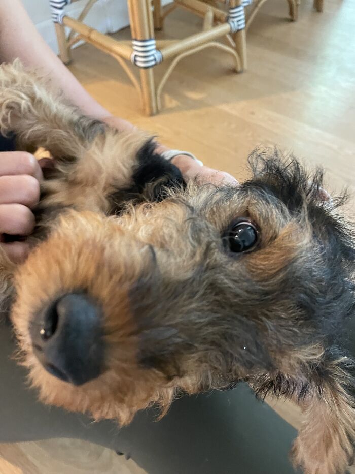 Kevin, A Nose Primed For Booping