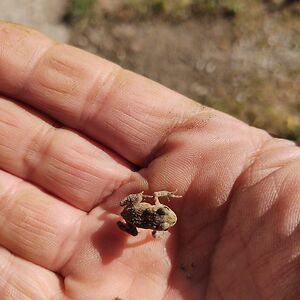 scottfortress avatar