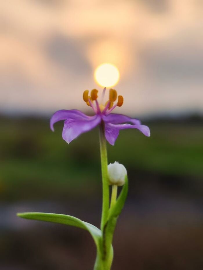 This Photographer Captures The Sun As An Integral Part Of His Photo Stories (20 New Pics)