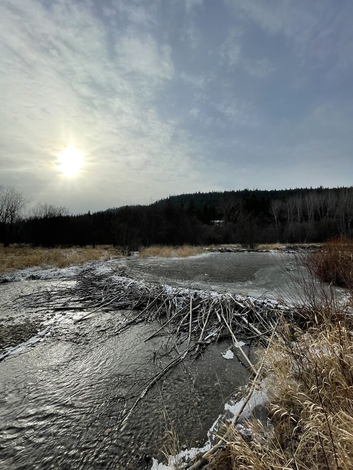 The Beaver Dam Below My House