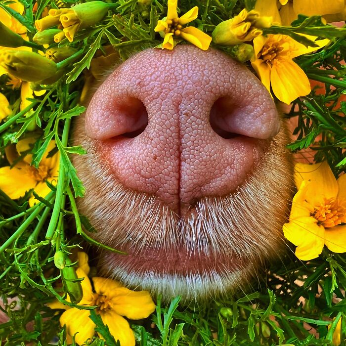 Meet Milo, The Adorable Dog Who Uses His Nose To Inspire Incredible Photographs (28 Pics)