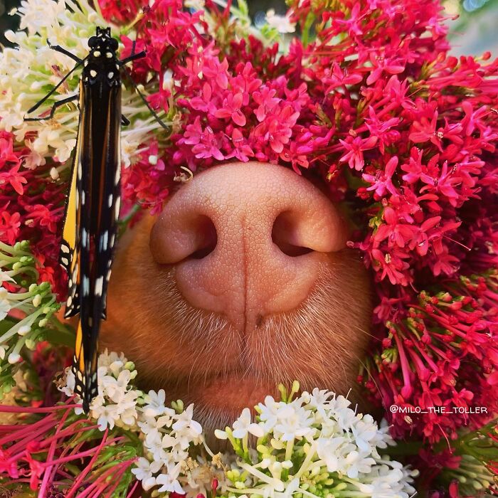 Meet Milo, The Adorable Dog Who Uses His Nose To Inspire Incredible Photographs (28 Pics)