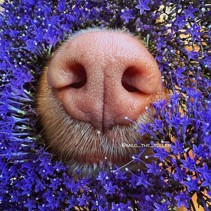 Meet Milo, The Adorable Dog Who Uses His Nose To Inspire Incredible Photographs (28 Pics)