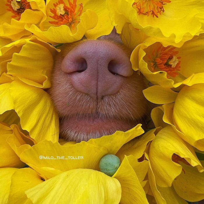 Meet Milo, The Adorable Dog Who Uses His Nose To Inspire Incredible Photographs (28 Pics)