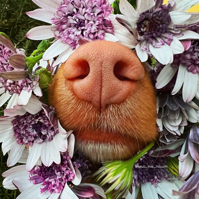 Meet Milo, The Adorable Dog Who Uses His Nose To Inspire Incredible Photographs (28 Pics)