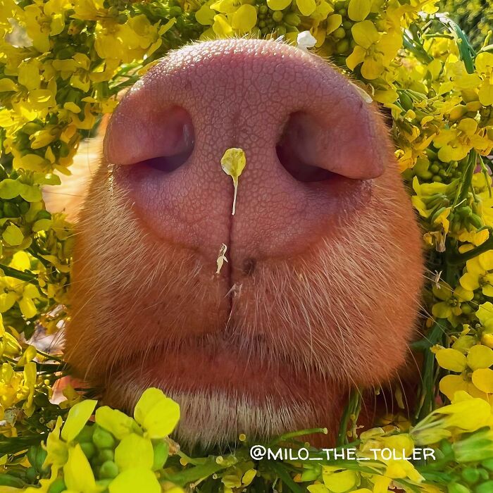 Meet Milo, The Adorable Dog Who Uses His Nose To Inspire Incredible Photographs (28 Pics)