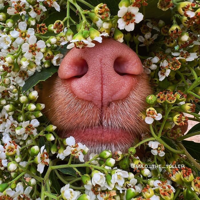 Meet Milo, The Adorable Dog Who Uses His Nose To Inspire Incredible Photographs (28 Pics)