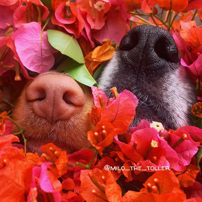 Meet Milo, The Adorable Dog Who Uses His Nose To Inspire Incredible Photographs (28 Pics)