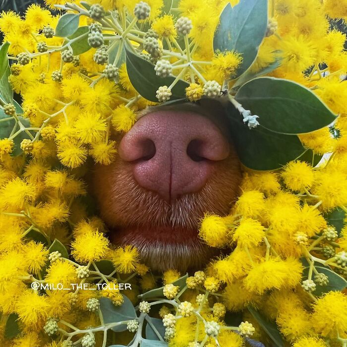 Meet Milo, The Adorable Dog Who Uses His Nose To Inspire Incredible Photographs (28 Pics)