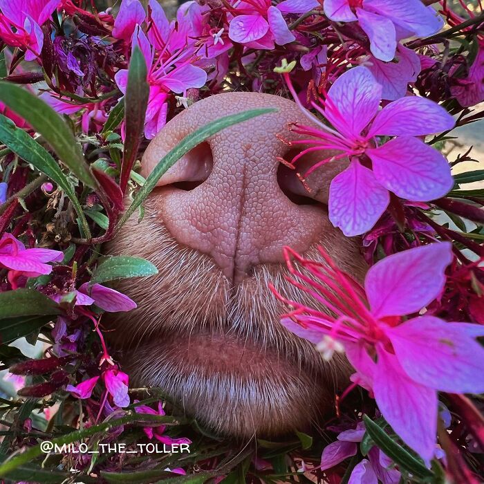 Meet Milo, The Adorable Dog Who Uses His Nose To Inspire Incredible Photographs (28 Pics)