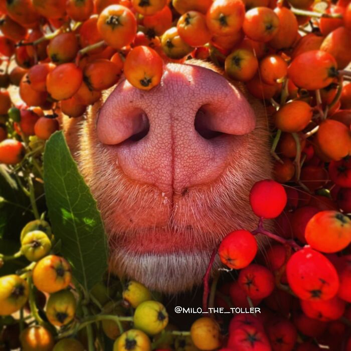Meet Milo, The Adorable Dog Who Uses His Nose To Inspire Incredible Photographs (28 Pics)